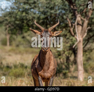 Ritratto di un antilope Tsessebe nel sud della savana africana Foto Stock