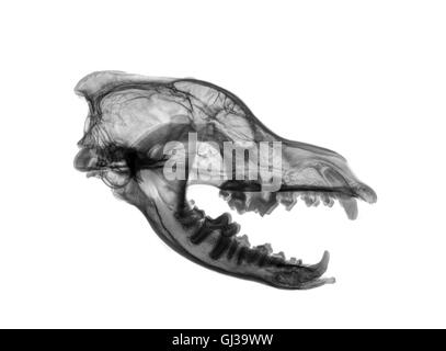 Vista laterale X-ray di un lupo del cranio su sfondo bianco Foto Stock