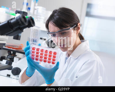 Visualizzazione dello scienziato colture sperimentali in crescita in vassoio multipozzetto in laboratorio Foto Stock