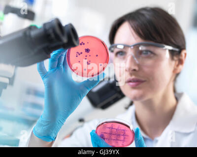 Scienziato esaminando piastre Petri contenenti coltura batterica cresciuti in laboratorio Foto Stock
