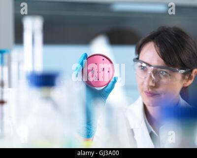 Scienziato esaminando piastre Petri contenenti coltura batterica cresciuti in laboratorio Foto Stock