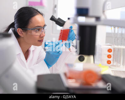 Scienziato preparare un micro piastra con campioni di sangue per il test medici in un laboratorio Foto Stock