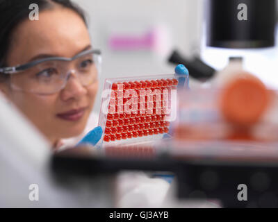 Scienziato preparare un micro piastra con campioni di sangue per il test medici in un laboratorio Foto Stock