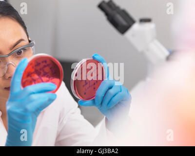 Scienziato esaminando colture microbiologiche in una capsula di petri Foto Stock