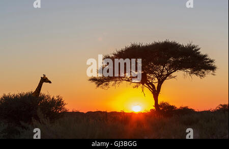 La giraffa, Lone Acacia al tramonto, il Parco Nazionale di Etosha, Namibia Foto Stock