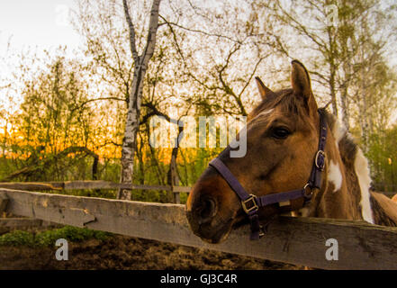 Skewbald cavallo in foresta guardando fuori dal recinto, Russia Foto Stock