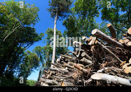 Gumpoldskirchen: abbattuto tronchi di alberi nel bosco di Vienna, Austria, Niederösterreich, Bassa Austria, Wienerwald, boschi di Vienna Foto Stock