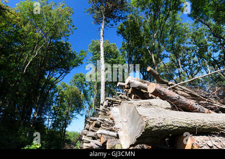 Gumpoldskirchen: abbattuto tronchi di alberi nel bosco di Vienna, Austria, Niederösterreich, Bassa Austria, Wienerwald, boschi di Vienna Foto Stock