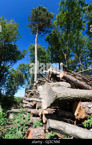 Gumpoldskirchen: abbattuto tronchi di alberi nel bosco di Vienna, Austria, Niederösterreich, Bassa Austria, Wienerwald, boschi di Vienna Foto Stock