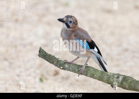 Eurasian jay (Garrulus glandarius) è una specie di uccello Foto Stock