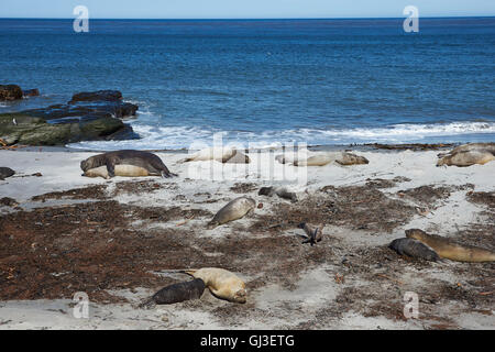 Il gruppo di allevamento di Elefante marino del sud (Mirounga leonina) su una spiaggia durante la stagione della riproduzione su Sealion isola nelle isole Falkland. Foto Stock