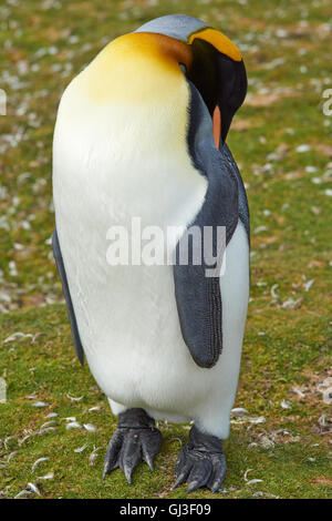 Re Penguin Aptenodytes patagonicus appoggiata al punto di volontariato nelle isole Falkland. Foto Stock