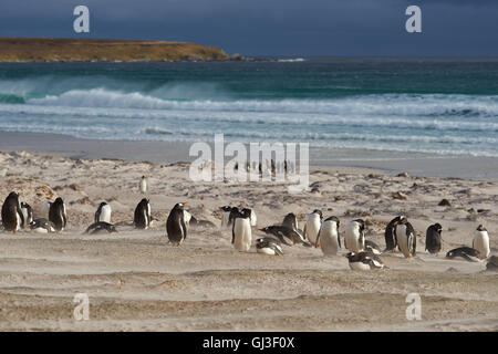 Gruppo di Pinguini Re (Aptenodytes patagonicus) andare al mare in un tempestoso Atlantico del Sud al punto di volontariato nelle isole Falkland Foto Stock