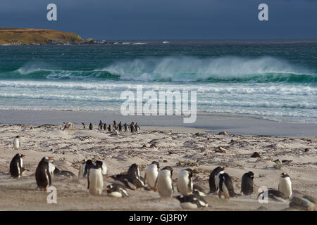 Gruppo di Pinguini Re (Aptenodytes patagonicus) andare al mare in un tempestoso Atlantico del Sud al punto di volontariato nelle isole Falkland Foto Stock