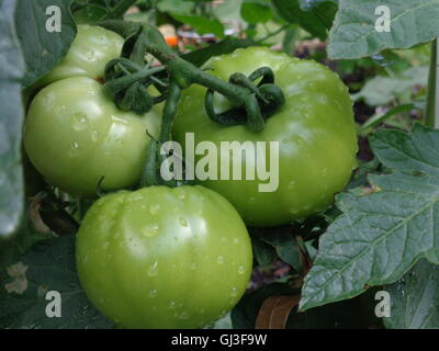 Verde, pomodori acerbi, che cresce su una vite in un piccolo giardino. Foto Stock