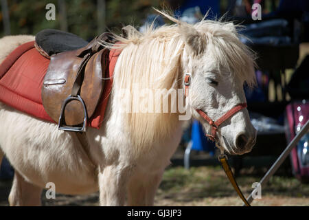Pony bianco con sella e briglia Foto Stock
