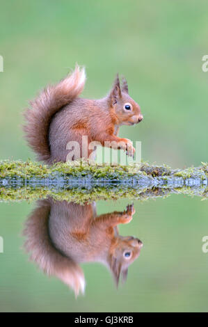 Red squirrel (Sciurus vulgaris) Foto Stock