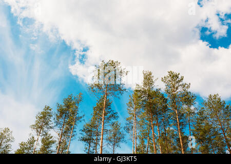 Corone Treetops di Tall Thin esili pini sempreverdi sotto nuvoloso primavera estate cielo blu Welkin sfondo. Foto Stock