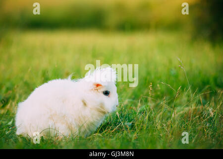 Carino Lop-Eared Nana decorativo Snow-White in miniatura soffice Coniglio Coniglio di razza mista con gli occhi blu in seduta in verde brillante Gras Foto Stock