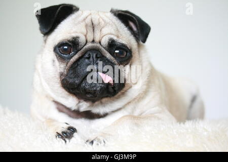 Femmina pug dog, fulvo con la lingua di fuori Foto Stock