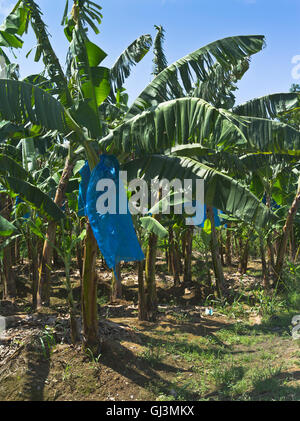 dh Roseau Valley piantagione ST LUCIA CARIBBEAN Banana piantagioni sacchi di plastica blu proteggere mazzi di banane campo vegetale Foto Stock