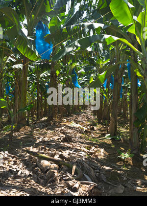 dh Roseau piantagione valle ST LUCIA CARAIBI sacchetti di plastica blu proteggere grappoli di banane allevamento banana campo agricolo Foto Stock