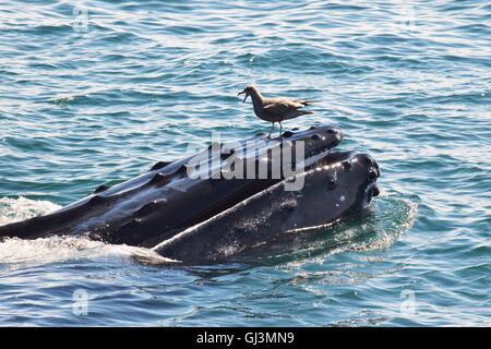 Humpback Whale mostra fluke durante l'alimentazione dive Foto Stock