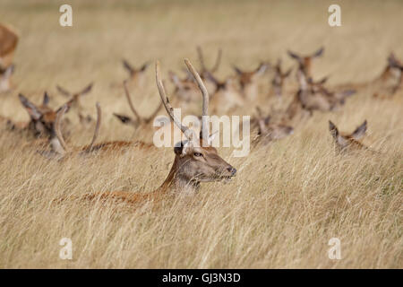Giovani Red Deer cervo (Cervus elaphus) con allevamento dietro in erba lunga Foto Stock