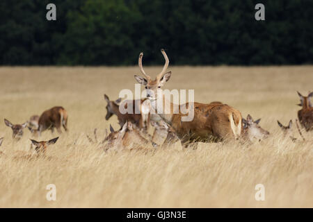 Giovani Red Deer feste di addio al celibato o pricket (Cervus elaphus) con allevamento in erba lunga Foto Stock