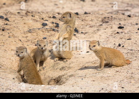 I giovani di colore giallo (mongoose Cynictis penicillata) a scavano, Kgalagadi Parco transfrontaliero, Northern Cape, Sud Africa Foto Stock