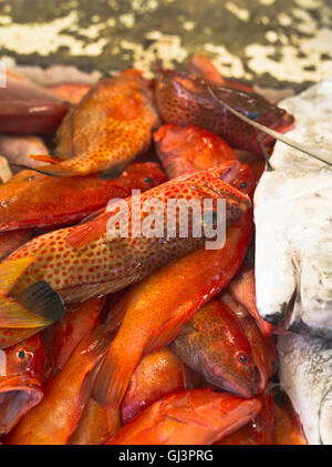 dh St George GRENADA CARIBBEAN pesce mercato rosso pesce Snapper primo piano stalla Foto Stock