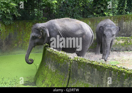 Kolkata, India. 12 Ago, 2016. Il giardino zoologico, Alipore Kolkata, osservare il mondo Elephant giorno insieme con i bambini delle scuole in Alipore Zoo garden complesso. Esso?s anche la coscienza pogram per la conservazione del più grande del mondo animale di terra, elefante. Mondo giorno elefante osservare annualmente a livello internazionale il 12 agosto, dedicato alla conservazione e alla protezione dell'Elefante a partire dal 2011. Credito: Saikat Paolo/Pacific Press/Alamy Live News Foto Stock