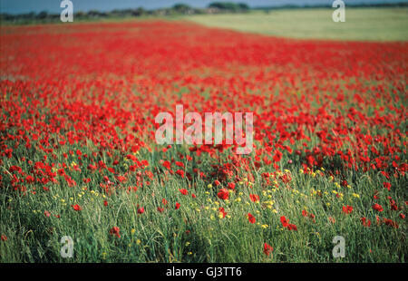 Poppies in questo campo in posizione isolata del Camino vicino a Arroyo de San Bol circondato da campi di grano con oltre 5 chilometri per il prossimo piccolo villaggio. Burgos regione di Castiglia e Leon. Foto Stock