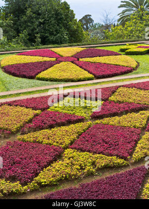 Dh Giardini Botanici Funchal Madeira hedge impianto Mosaico pattern Foto Stock