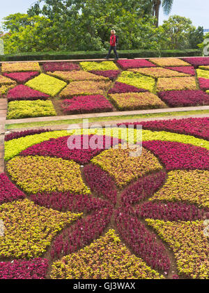 Dh Giardini Botanici Funchal Madeira Tourist donna impianto hedge Mosaico pattern di fiori da giardino Foto Stock