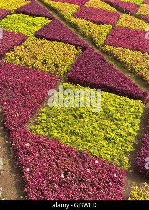 dh Botanical Gardens FUNCHAL MADEIRA modello siepe pianta mosaico motivi Foto Stock