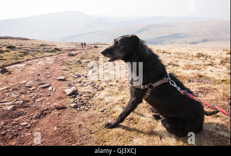 Il mio cane un nero Lurcher,modello rilasciato alla sommità del Pen Y Fan di montagna.Brecon,Beacon,Beacon,Galles,U.K.,Pen Y Fan,escursionismo, Foto Stock