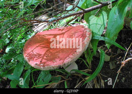 Close-up di grande Russela (rosso) fungo Foto Stock