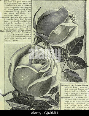 La nostra nuova guida alla cultura di rose - 1891 (1891) Foto Stock