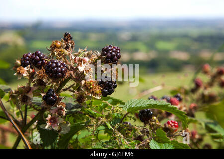 Plaistow verde, Derbyshire, Regno Unito Il 13 agosto 2016. More selvatiche in fase di maturazione il caldo sole estivo nel Derbyshire siepi a Plaistow verde, Credito: Mark Richardson/Alamy Live News Foto Stock