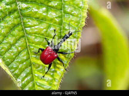 Giraffa curculione accollata Trachelophorus giraffa Madagascar Foto Stock