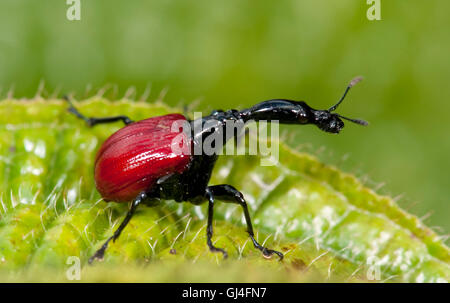 Giraffa curculione accollata Trachelophorus giraffa Madagascar Foto Stock