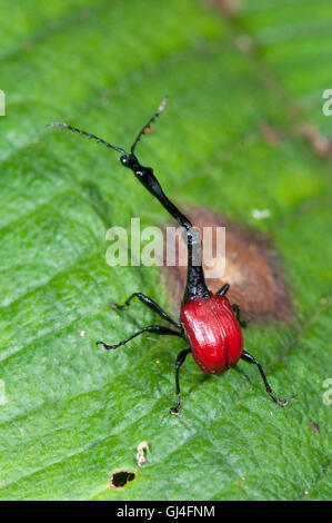Giraffa curculione accollata Trachelophorus giraffa Madagascar Foto Stock