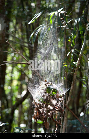 Communual Spider Web Madagascar Foto Stock