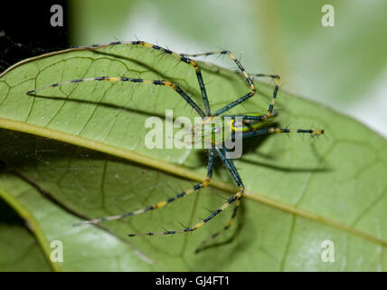 Verde malgascio Lynx Spider Peucetia madagascariensis Foto Stock