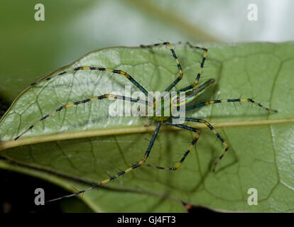 Verde malgascio Lynx Spider Peucetia madagascariensis Foto Stock