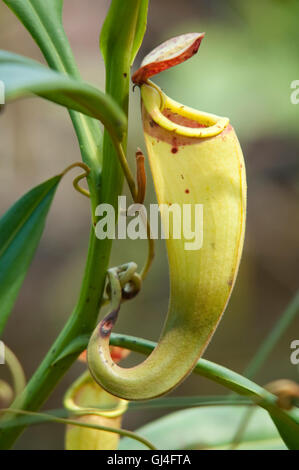 Pianta brocca Nepenthes madagascanensis Madagascar Foto Stock