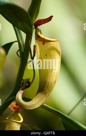 Pianta brocca Nepenthes madagascanensis Madagascar Foto Stock