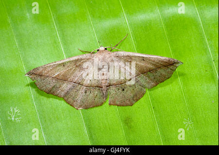 Timandra sp tignola del Madagascar Foto Stock