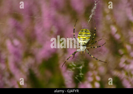 Argiope bruennichi spider Foto Stock